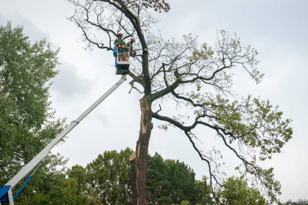 Best Tree Health Inspection  in Parker, SC